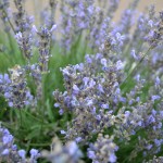 Lavender bush #hertoolbelt