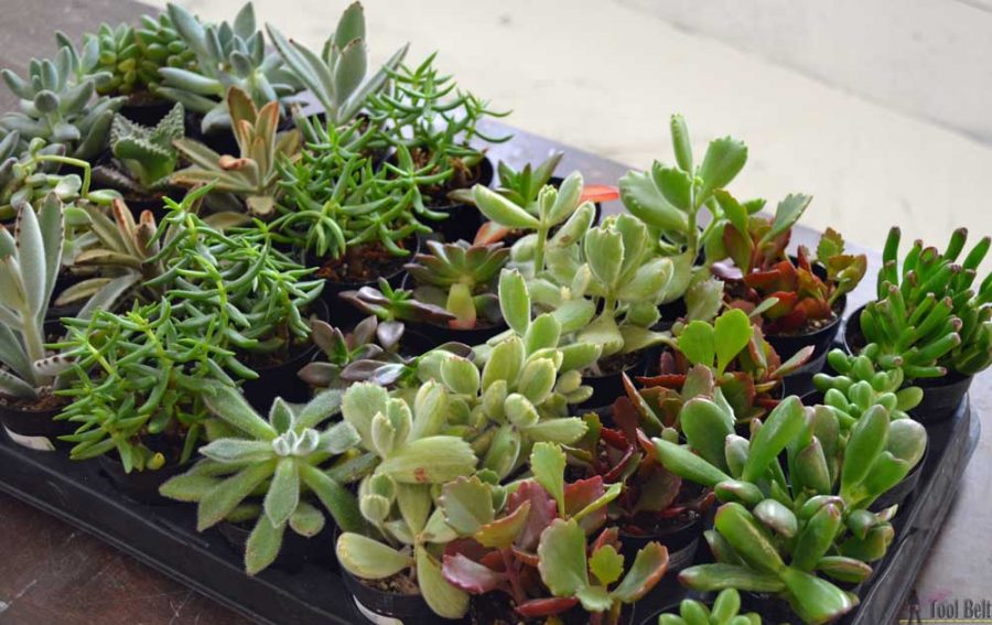 Need to fill a narrow wall? Add a unique vertical succulent planter in a 3 arrow shape with lots of cool texture and color.