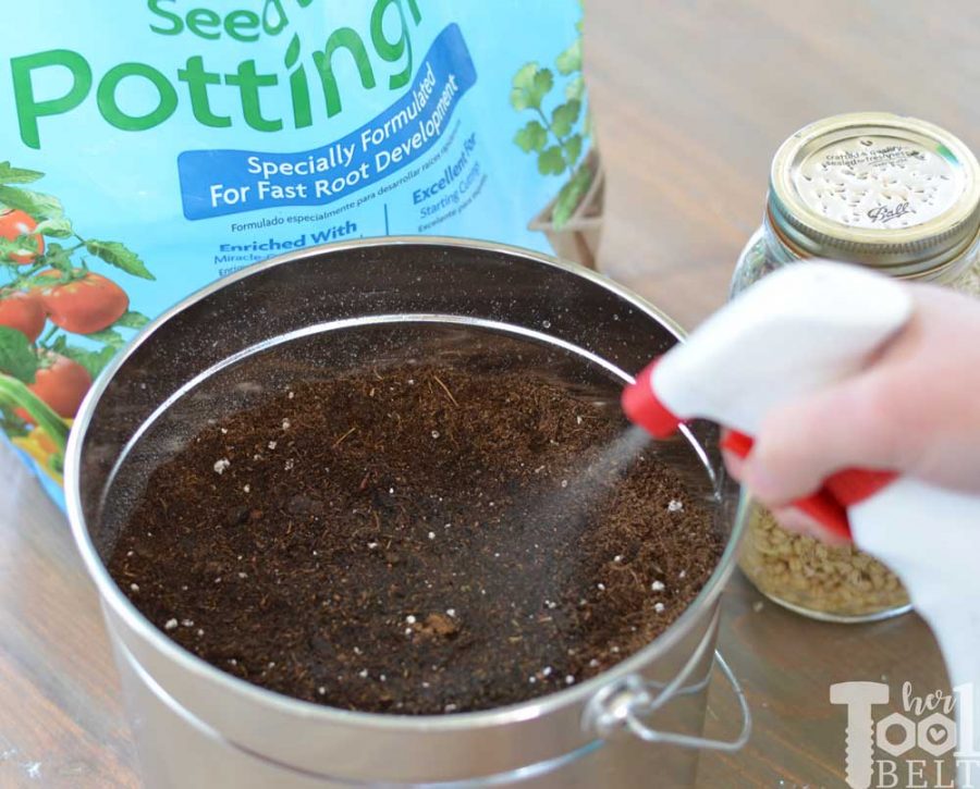 Moistening soil to grow wheatgrass in a bucket for Easter decor.